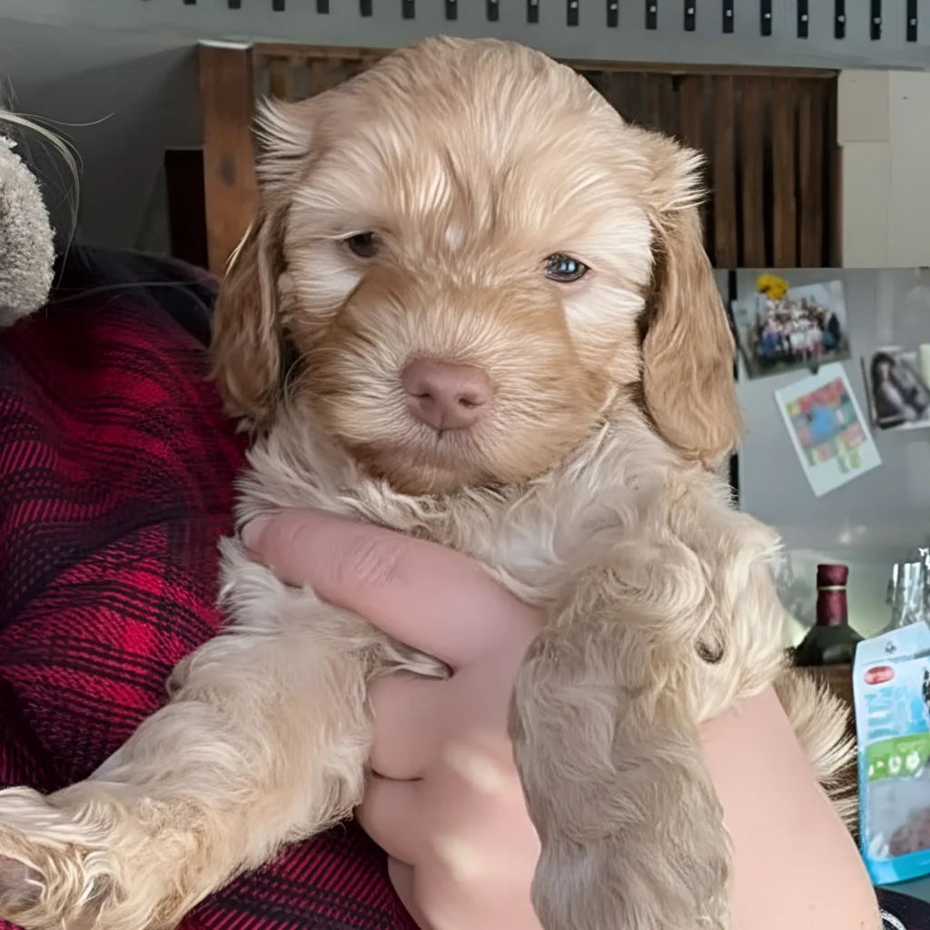 Köpa Australian Labradoodle Valp