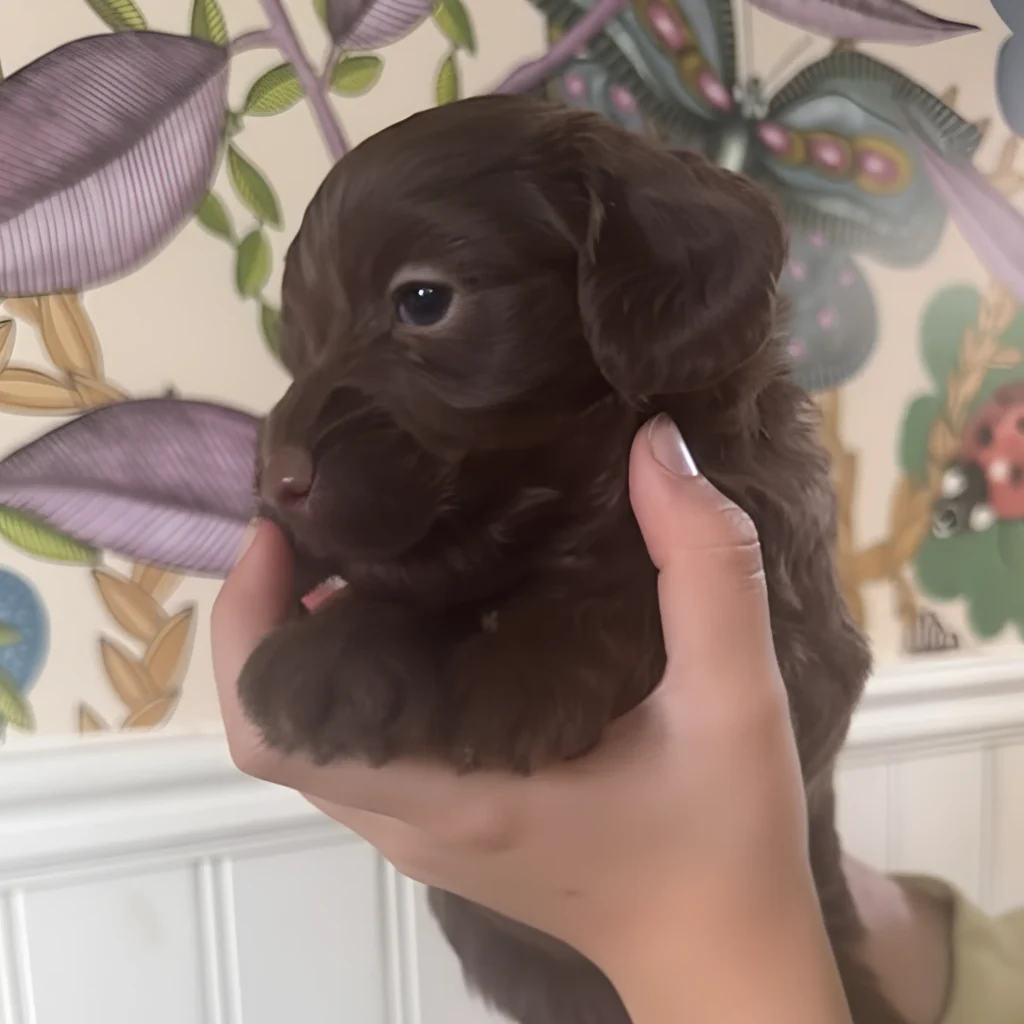 Köpa Australian Labradoodle Valp