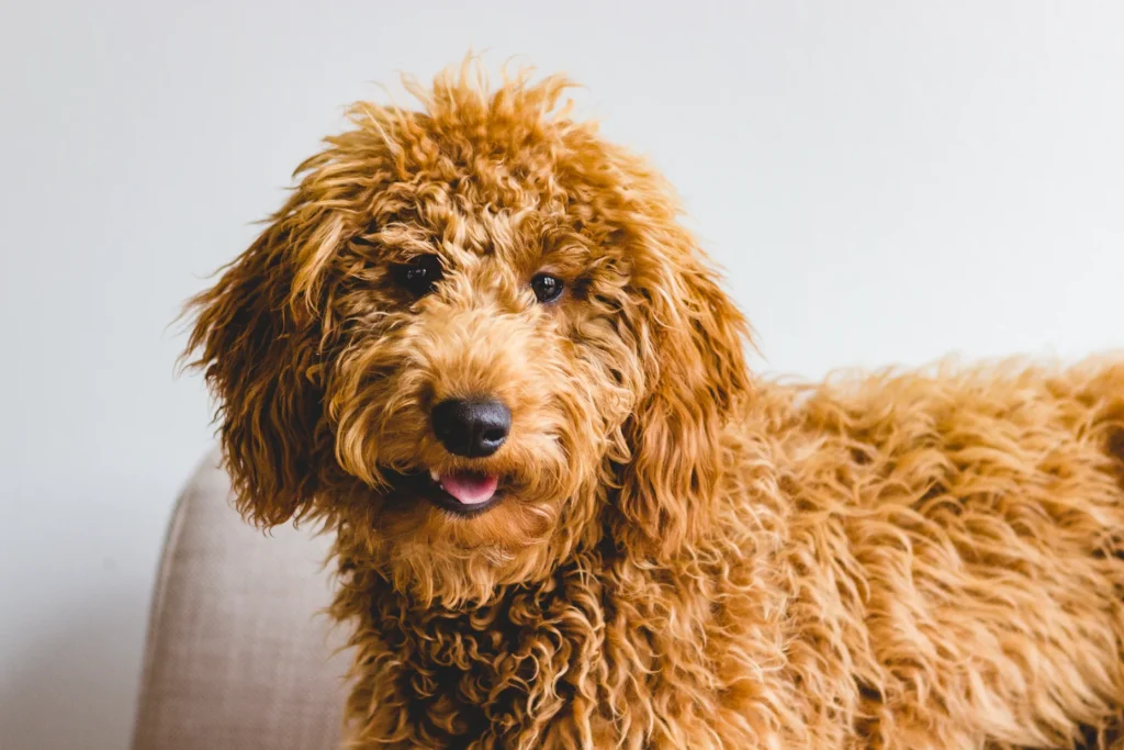 Australian Labradoodle uppfödare Knivsta